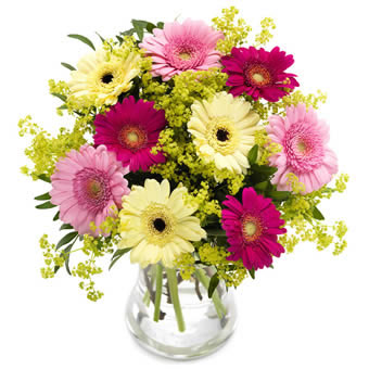 Blombukett med germini i blandade, fina färger. Blommorna hittar du hos Euroflorist.